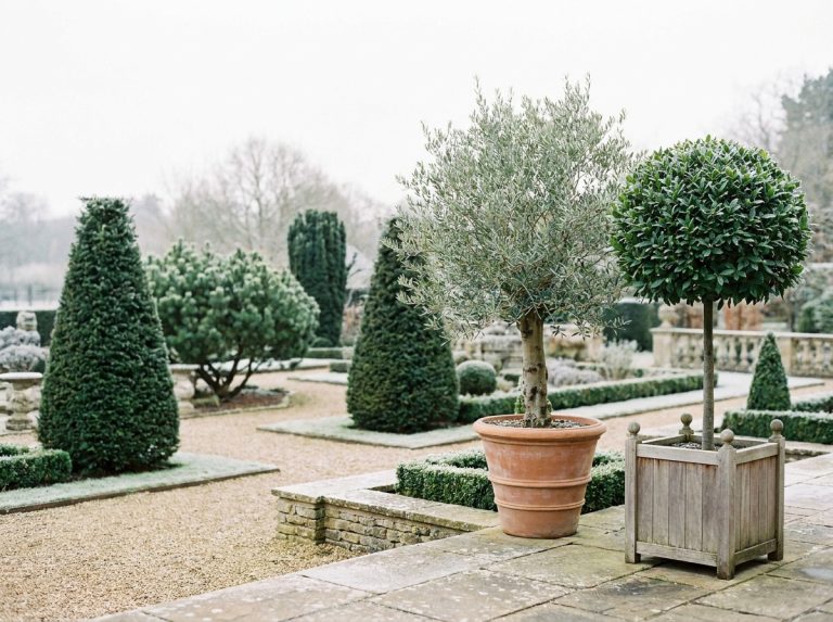 Petit arbre persistant : 10 valeurs sûres pour un jardin vert toute l’année